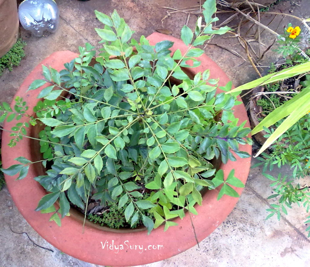 vidya sury curry leaves memories