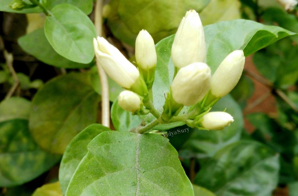 Vidya Sury Coffee With Mi