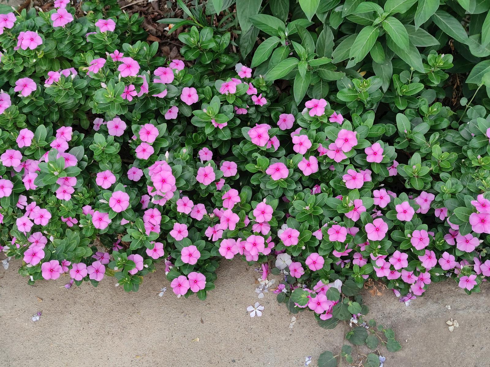Lush pink periwinkle flowers blooming vibrantly outdoors with lush green leaves.